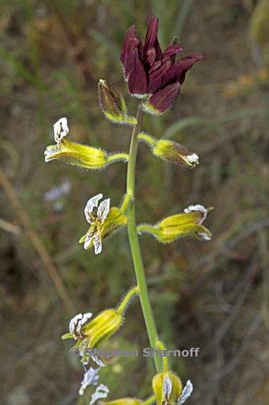 caulanthus coulteri 5 graphic